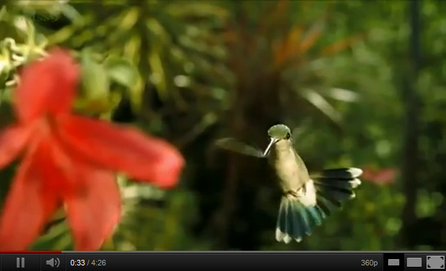 Timelapse de Louie Schwartzberg - Wings of life