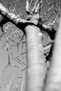 Fotografia conceptual blanco y negro – Pathology – Foto 9